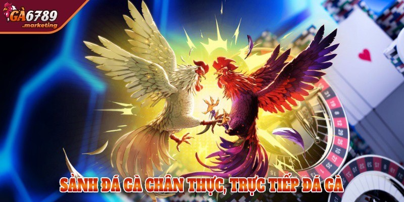 Sảnh đá gà chân thực GA 6789